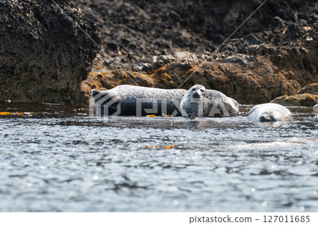 Goma seals 127011685