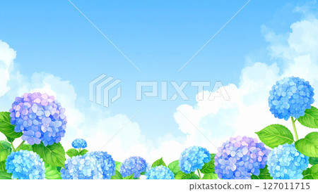 Hydrangea, blue sky, end of the rainy season Hydrangea, blue sky, end of the rainy season 127011715