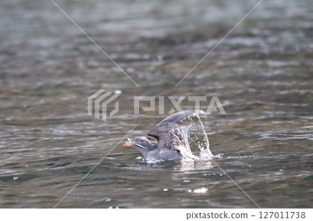 Auklet taking off Auklet taking off 127011738