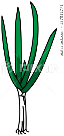 Colored illustration of a whole green onion 127011771