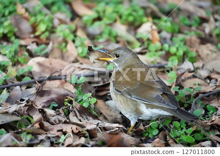 A white-throated sparrow grabbing fallen leaves A white-throated sparrow grabbing fallen leaves 127011800