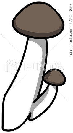 Colored illustration of a whole shimeji mushroom Colored illustration of a whole shimeji mushroom 127011830