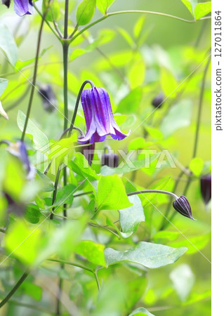 小花鐵線蓮 127011864