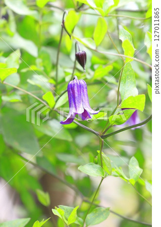 小花鐵線蓮 127011865