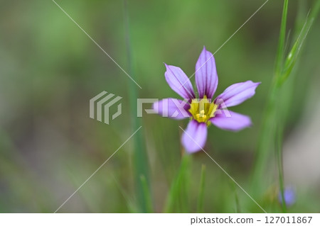 Garden irish Garden irish 127011867