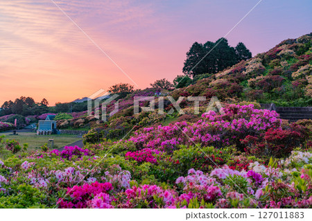Azaleas at dawn in Nagushiyama Park (Nagasaki Prefecture) 127011883