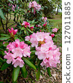 Azuma rhododendron at Yamagata City Wildflower Garden Azuma rhododendron at Yamagata City Wildflower Garden 127011885