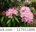 Azuma rhododendron at Yamagata City Wildflower Garden Azuma rhododendron at Yamagata City Wildflower Garden 127011886