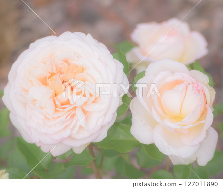 Light rose with pink Light rose with pink 127011890