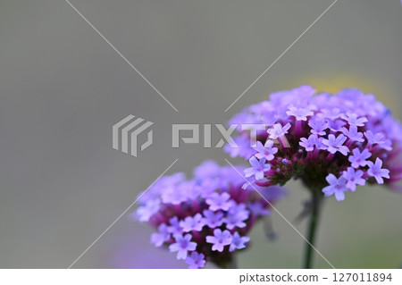 Yanagi Hanagasa 127011894