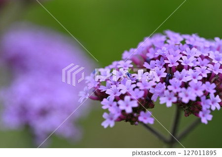 Yanagi Hanagasa 127011895