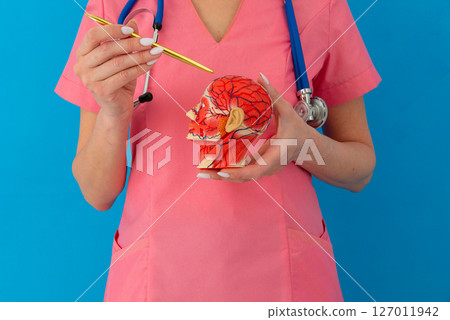Anatomical model human head on work desk of doctor in medical clinic. Anatomical model human head on work desk of doctor in medical clinic. 127011942