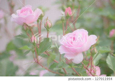 粉紅色的玫瑰 127011954
