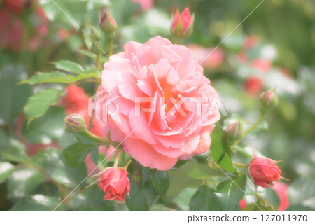 Beautiful pink roses Beautiful pink roses 127011970