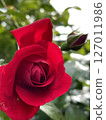 A red rose 127011986