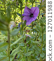 Morning glory flowers are blooming 127011988