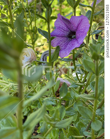 牽牛花盛開 牽牛花盛開 127011988