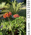 Red salvia flowers 127011989