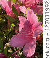 Beautiful azalea flowers 127011992