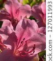 Red azalea flower 127011993