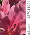 Red azalea flower 127011994