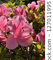 Red azalea flower 127011995