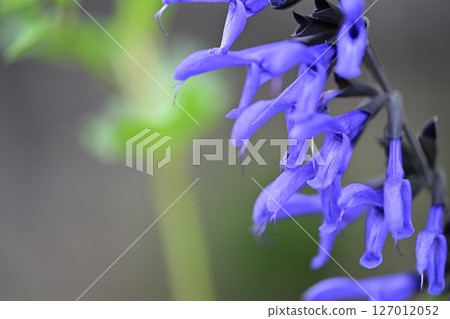 Salvia Salvia 127012052