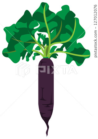 Vector illustration of a radish with realistic shadow 127012076