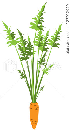 具有逼真陰影的胡蘿蔔的向量插圖 127012090