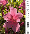 Azalea flower 127012155