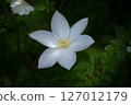  白花 127012179