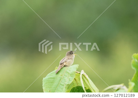 Tweet Coyoteukiri Tweet Coyoteukiri 127012189