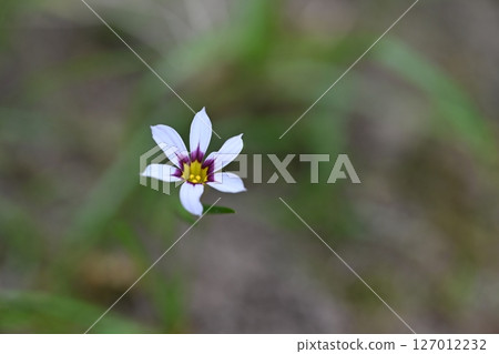 Niwazekishou 127012232