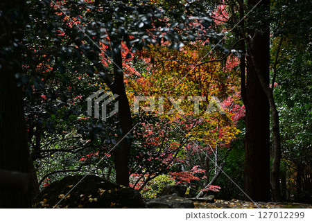竹野山山谷的秋葉 127012299