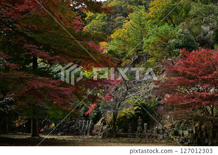 竹野山山谷的秋葉 127012303