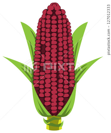 具有逼真陰影的玉米向量插圖 具有逼真陰影的玉米向量插圖 127012333
