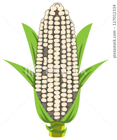 Vector illustration of corn with realistic shadow Vector illustration of corn with realistic shadow 127012334