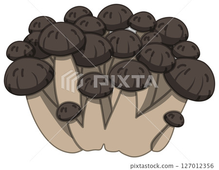 Vector illustration of Shimeji mushroom with realistic shadow 127012356