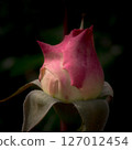 玫瑰花蕾，玫瑰，特寫，微距 127012454