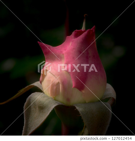 rose bud, rose, close-up, macro 127012454