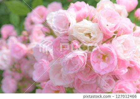 Cute pink roses 127012466
