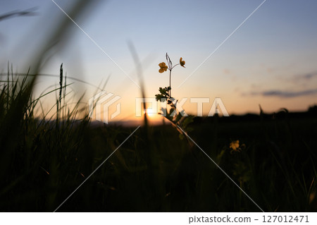 夕陽染紅的草地 夕陽染紅的草地 127012471