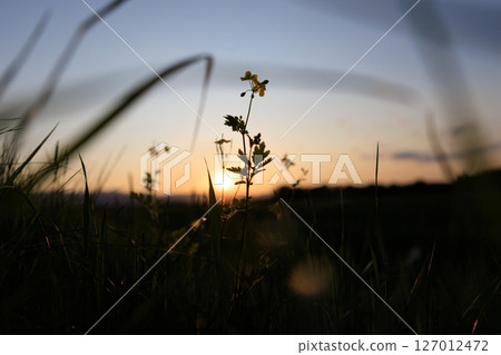 夕陽染紅的草地 夕陽染紅的草地 127012472