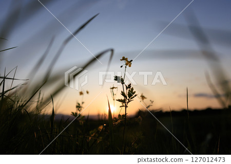 夕陽染紅的草地 127012473