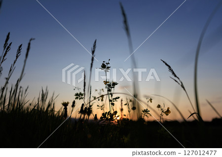 Grass dyed in the sunset 127012477