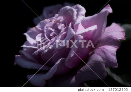 Light rose rose Light rose rose 127012503