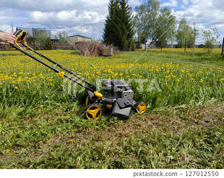 Person's Hands Guiding Lawnmower Through Vibrant Dandelion Field, Performing Seasonal Yard Work, Against Distant Houses and Cloudy Sky 127012550