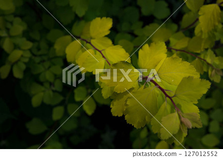 Yellow leaf 127012552