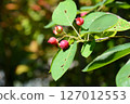 Juneberry tree with red berries 127012553
