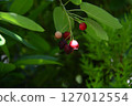 Juneberry tree with red berries 127012554